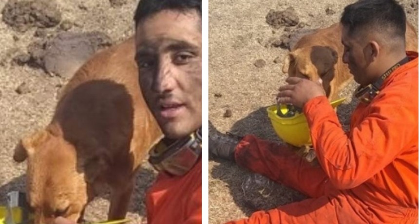 Enorme gesto: Bombero asiste con agua a un perro en medio de las llamas