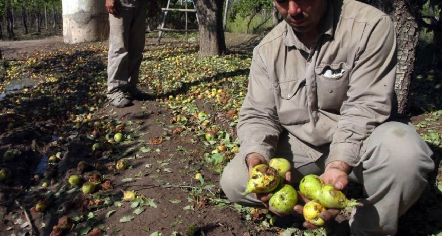Granizo y tormentas: declararon desastre agropecuario en R&iacute;o Negro