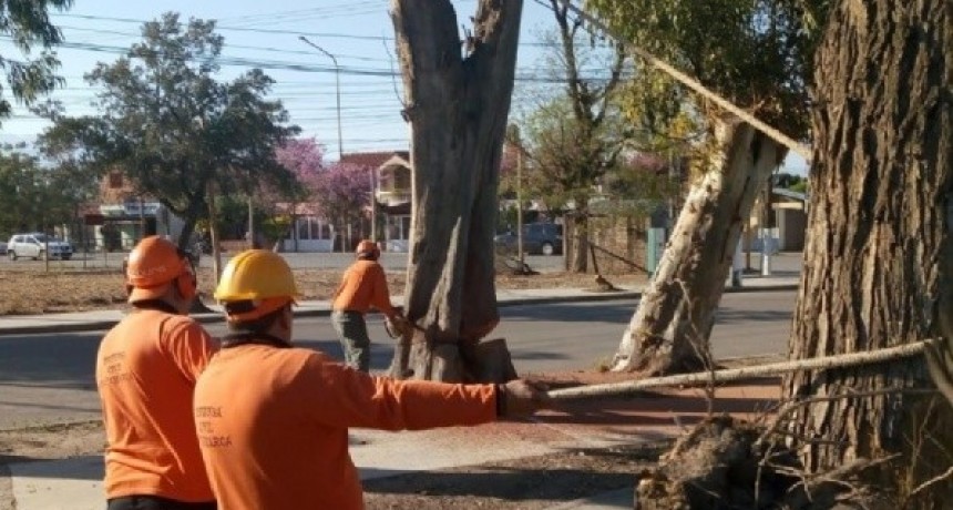 Limpieza y poda de &aacute;rboles en inmediaciones de la Maternidad