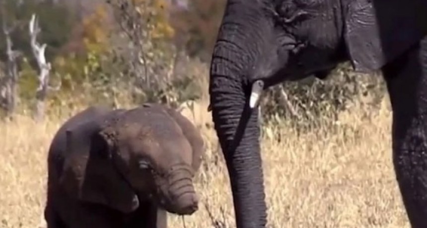 Las fotos m&aacute;s tristes: el elefantito sin trompa que conmueve al mundo