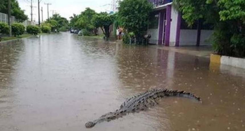 Desbordaron un r&iacute;o y una represa en M&eacute;xico y hay cocodrilos en las calles