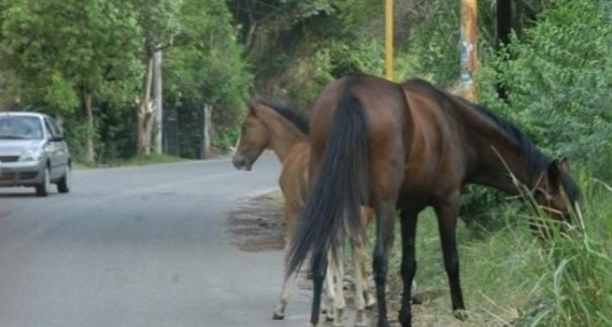 Secuestran animales sueltos en la ruta 4