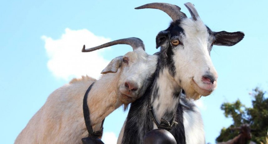 Es m&aacute;s Cool decir practicamos Poliamor que somos Promiscuos 