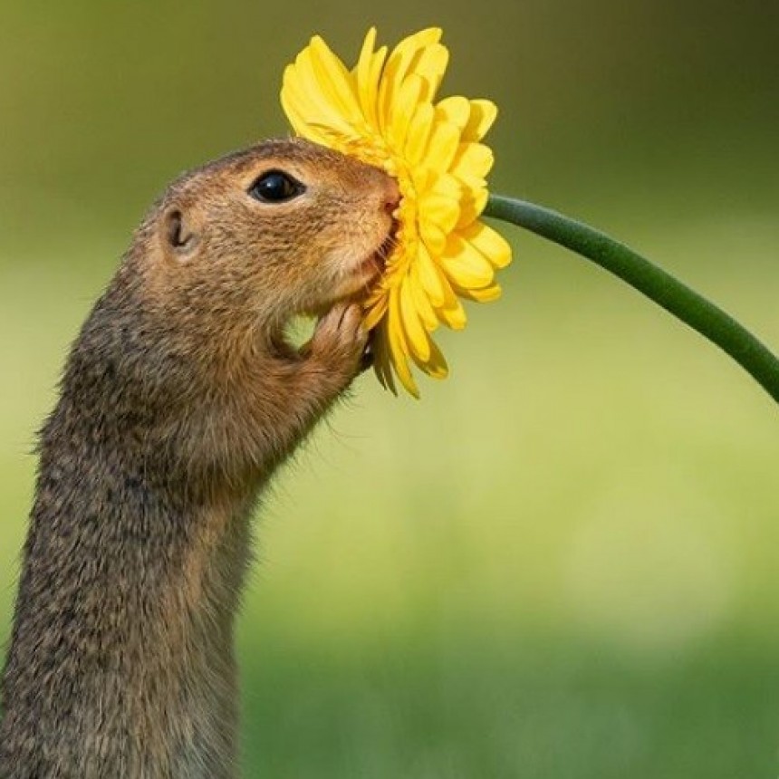 La maravillosa imagen que da la vuelta al mundo: una ardilla oliendo una margarita