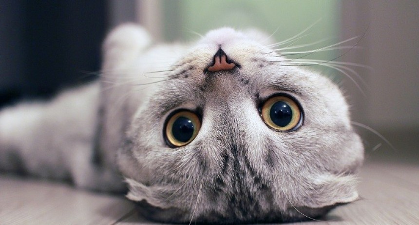 Bioacústica médica  Sonidos que curan: descúbrelo