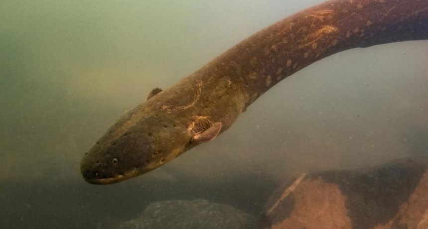 Hallaron una anguila que puede generar 860 voltios de electricidad