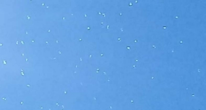 Invasión de langostas en Capayán