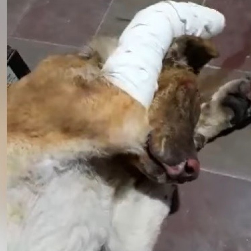 MICKI salvo a toda una familia del fuego pero fue alcanzado por las llamas