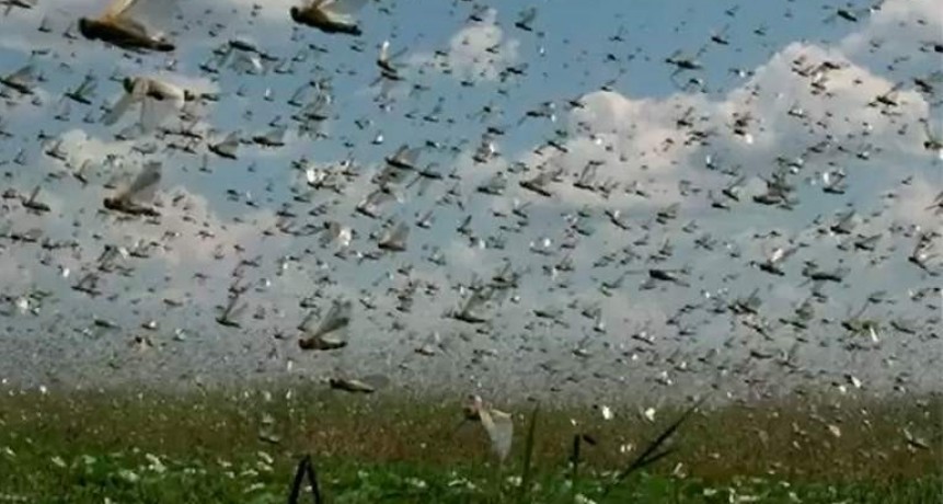 Fumigarán a la manga de langosta