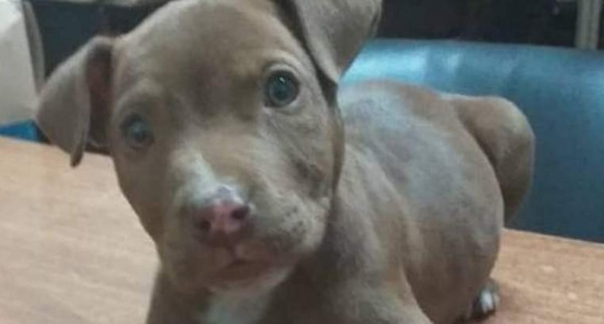 Recuperan un cachorro pitbull robado
