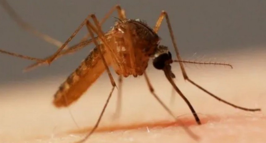 Alarma por nuevo virus que no tiene vacuna