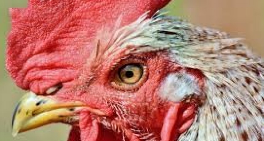 Mujer murió por los picotazos que le dio un gallo