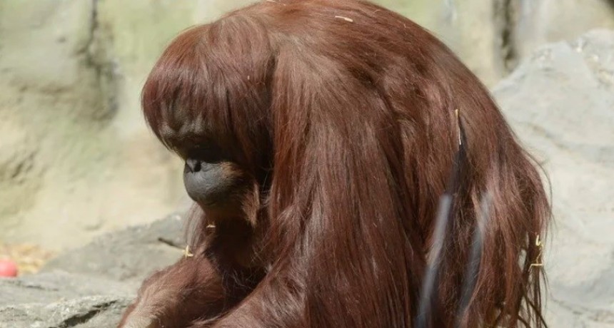 La orangutana Sandra, sera puesta en libertad en un Santuario en Dallas
