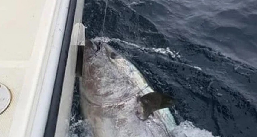 Pescó un atún de 270 kg que valía millones y lo devolvió al mar