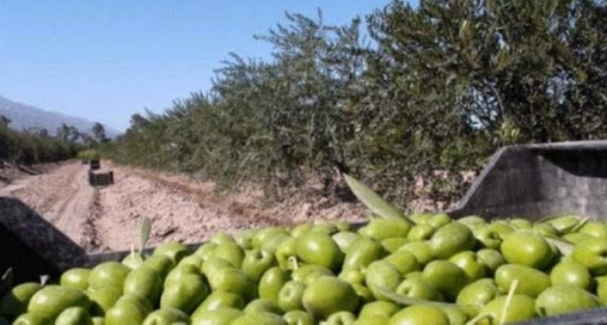 Beneficiarios del IFE se postulan para la cosecha en Catamarca