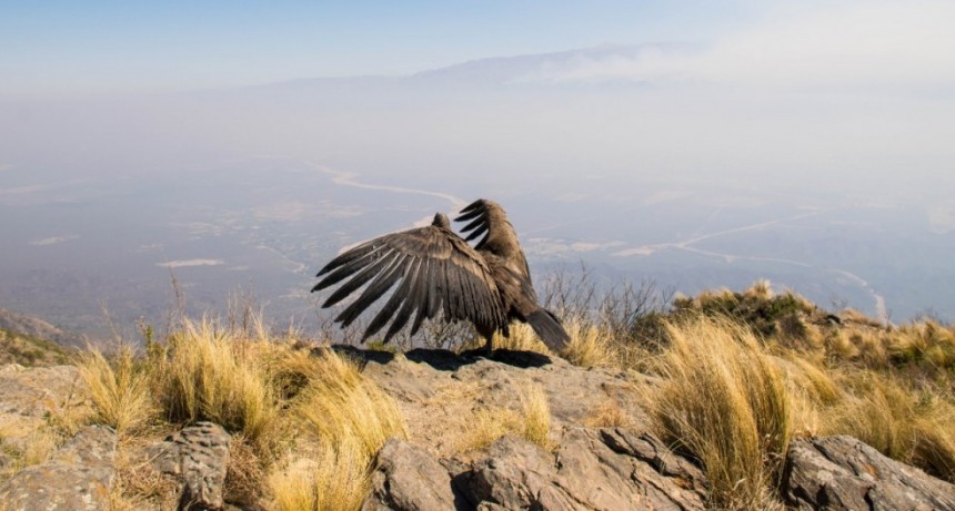 Ambiente recibió kits para detectar cebos tóxicos