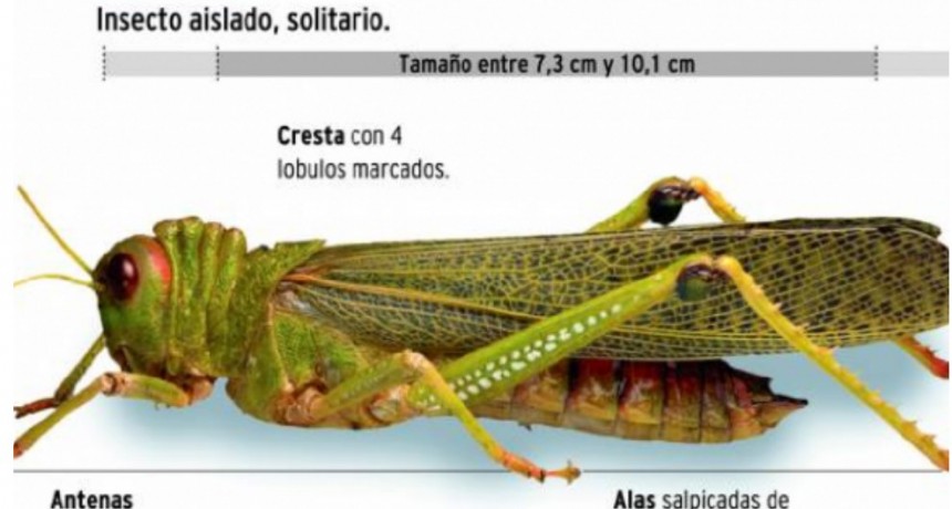 SENASA encabeza los operativos contra la manga de langosta sudamericana y de focos de tucura quebrachera 