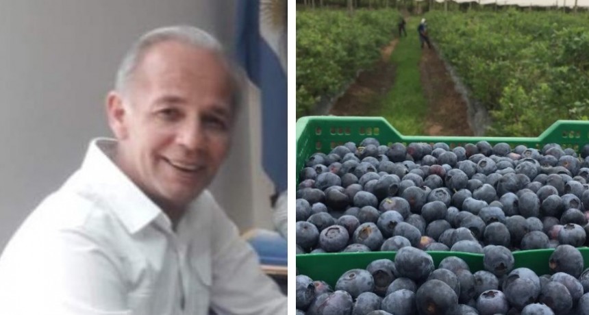 Mano de Obra local para la cosecha del Arándano