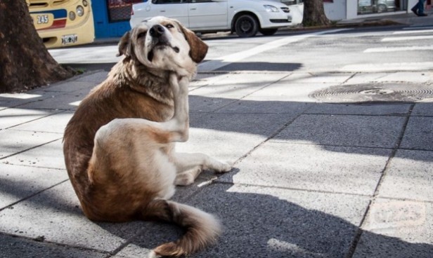 POSADAS: Dar&aacute;n a conocer el nombre de las personas que maltraten animales