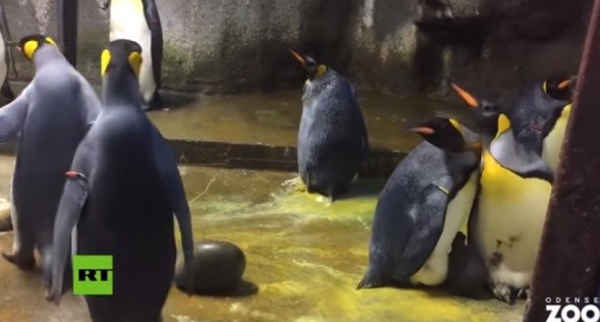 Ins&oacute;lito: par de ping&uuml;inos gays le rob&oacute; una cr&iacute;a a otra pareja de un zool&oacute;gico