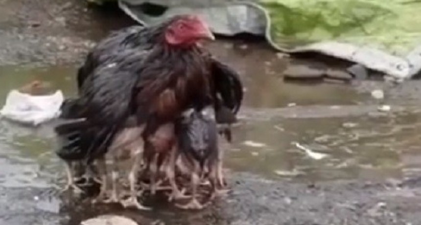 &iexcl;Esta gallina protegiendo a sus pollitos de la lluvia nos rob&oacute; el coraz&oacute;n!