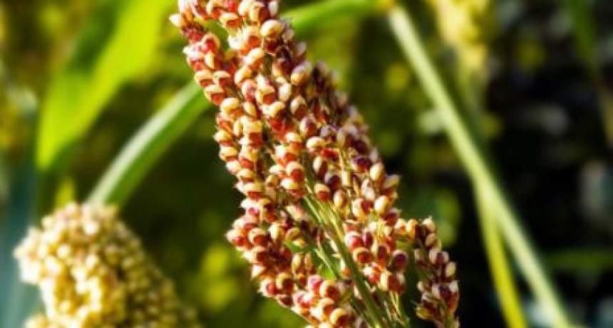 Buscan incorporar la qu&iacute;noa en la dieta escolar en Bel&eacute;n