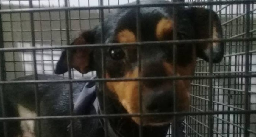 Valle Viejo: Llev&oacute; a castrar su perrita y la abandon&oacute;