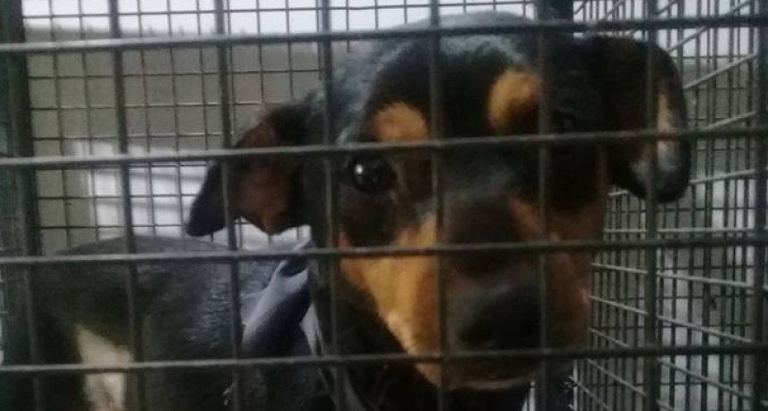 La perrita abandonada en un centro de castraci&oacute;n fue adoptada