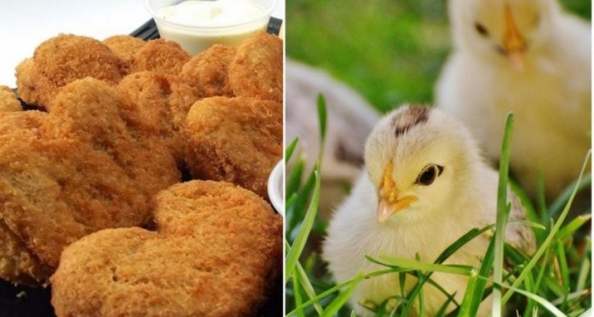 Producir&aacute;n carne de pollo mediante c&eacute;lulas extra&iacute;das