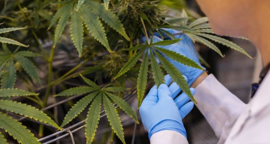 Comienzan estudios para tratar con cannabis a pacientes con epilepsia