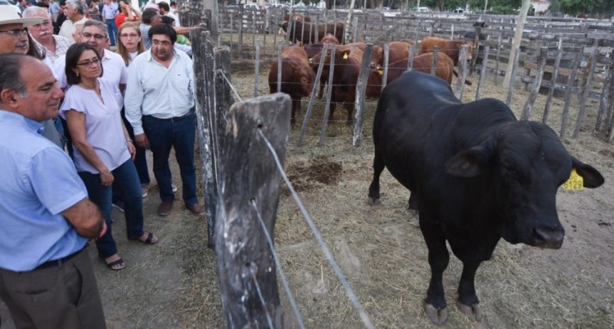 El Gobierno lanzó la segunda etapa del Plan Toro para mejorar producción ganadera