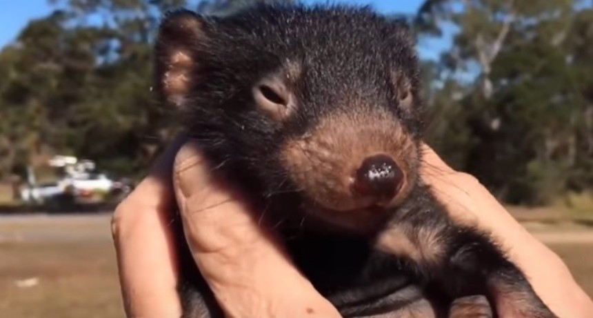 Nacieron ocho demonios de Tasmania y el video es furor
