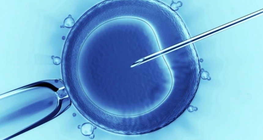 La Justicia autorizó a desechar los embriones congelados de una pareja que no quiere tener más hijos