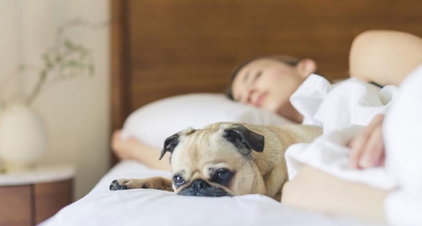 Estudio revela que es mejor dormir con un perro que con la pareja: reduce el estrés