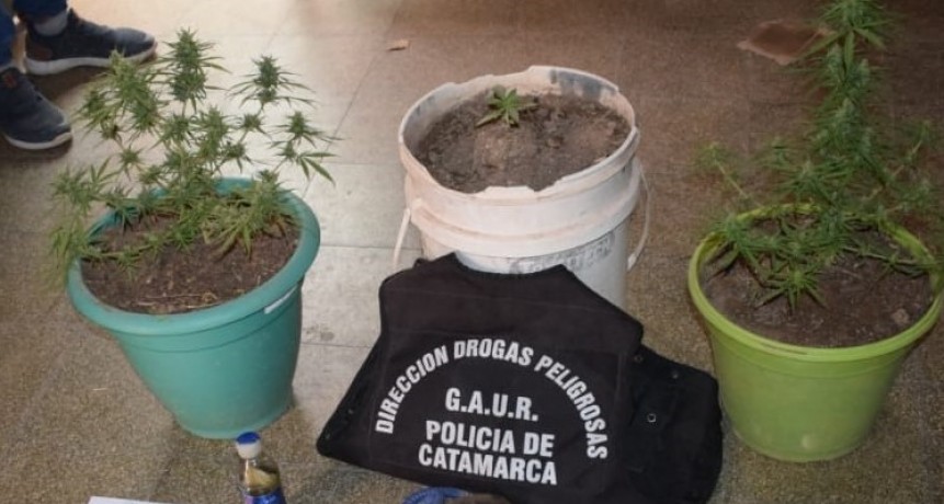 Secuestran Plantines y semillas de  Marihuana en BELEN