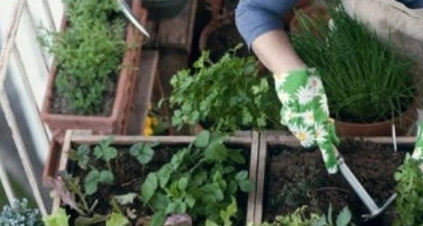 Taller gratuito de Huerta Urbana, para poder cultivar en tu propia casa