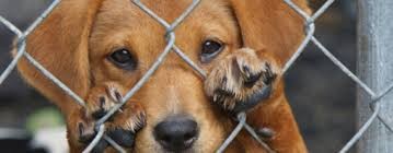 Multas y prisi&oacute;n efectiva para quienes maltraten animales