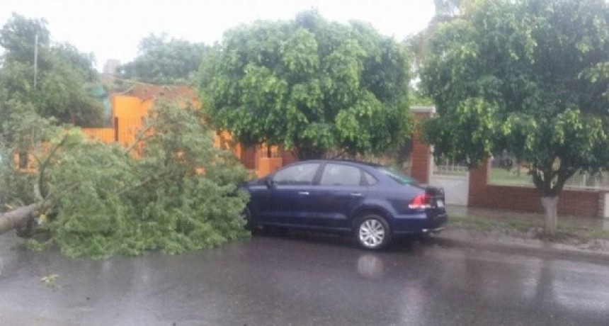 La lluvia torrencial derrib&oacute; un &aacute;rbol en La Ermita