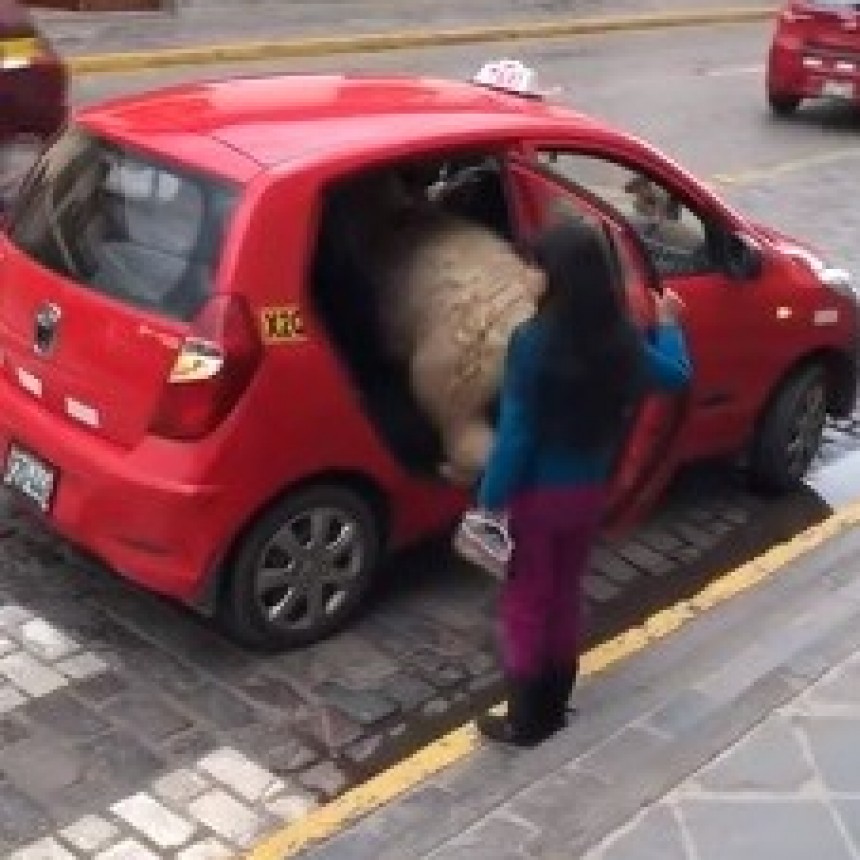Una llama sube a un taxi y se hace viral en redes
