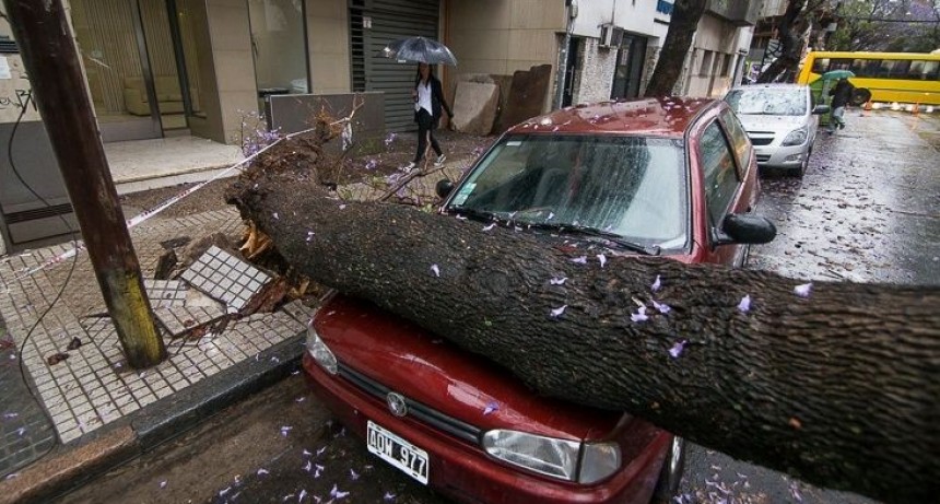 Tormenta en Rosario: mir&aacute; los destrozos causados por &aacute;rboles ca&iacute;dos