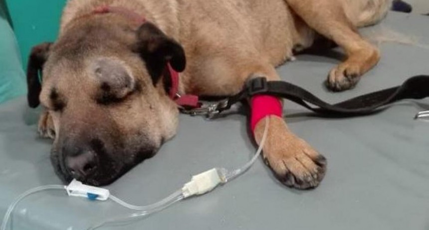 Sim&oacute;n  salv&oacute; a su peque&ntilde;o amo de ser mordido por una yarar&aacute; 