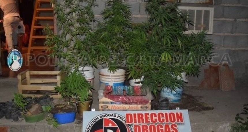 Desbaratan invernadero de plantaci&oacute;n de marihuana en una casa de Valle Viejo