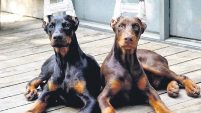 En Buenos Aires  proh&iacute;ben mutilar animales por est&eacute;tica