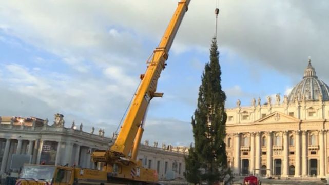 Francisco ya tiene su arbolito