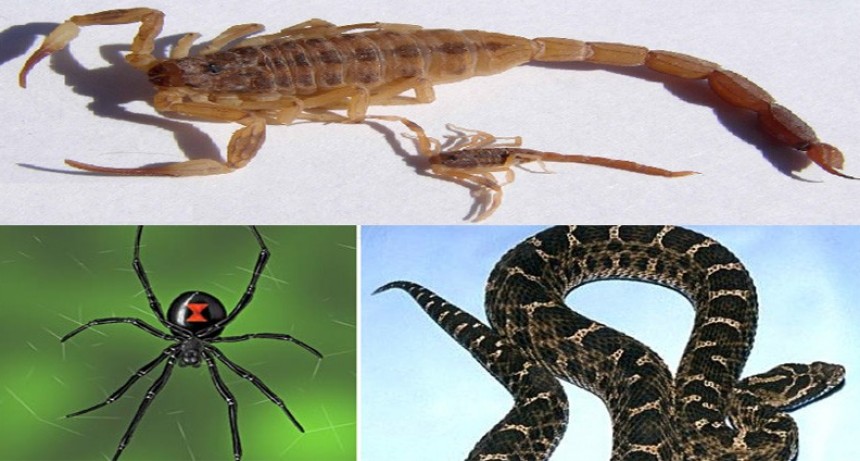 Cuidados por aparición de animales ponzoñosos