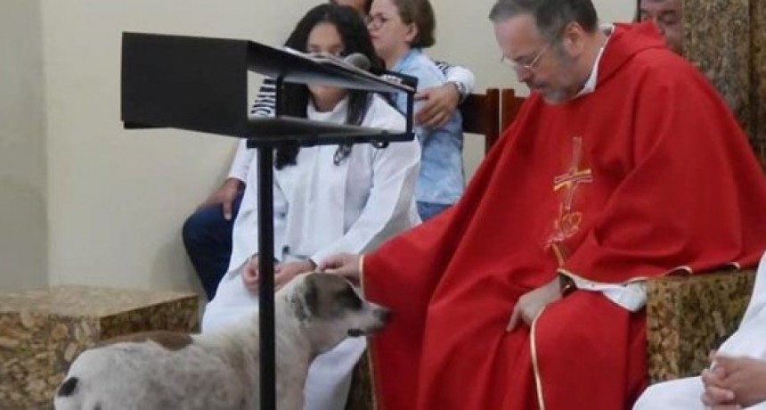 Este sacerdote invita a misa los domingos a los perros de la calle