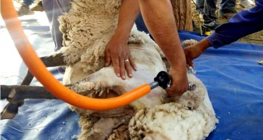 Capacitación para productores ovinos