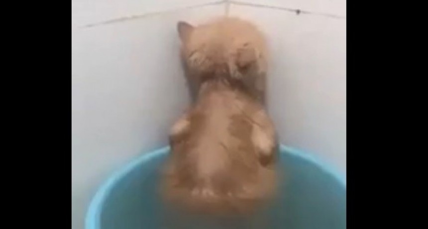 Baña a su gato y este tiene una insólita reacción