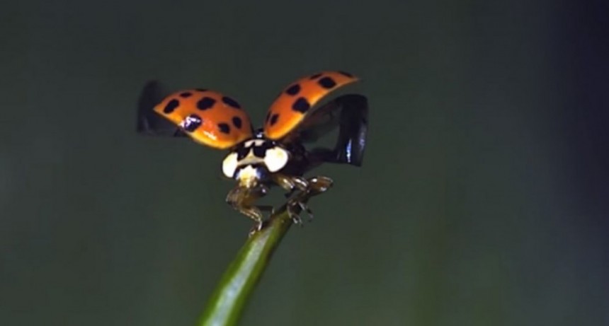 El INTA cría vaquitas de San Antonio como plaguicida natural para el agro