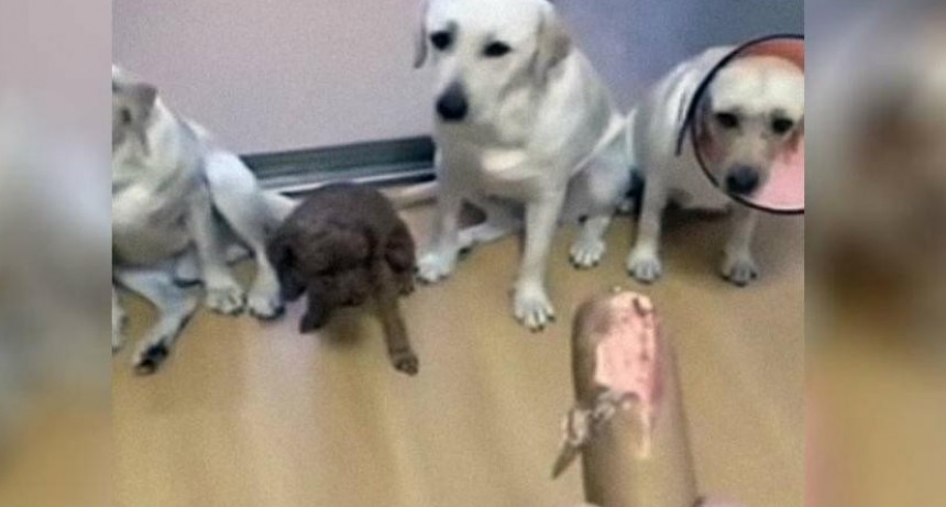 Viral: perros se robaron una salchicha y terminaron delatando al culpable